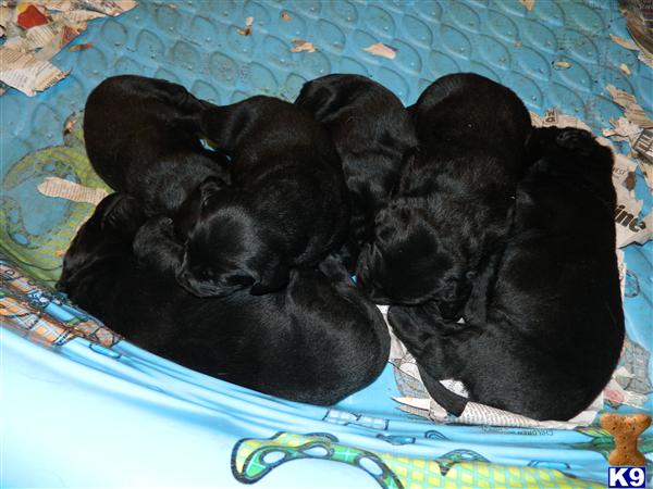 Labrador Retriever Puppies